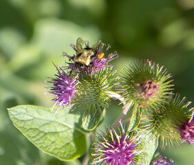 Fototapeta na wymiar Close up of bumble bee laden with pollen on purple burdoch flowers, sunshine, nobody 