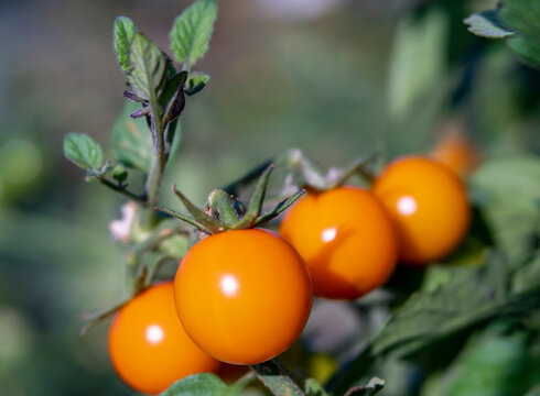 Close Up of Little Orange Vine-Ripening Cherry Tomatos