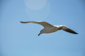 seagull - larus atlanticus -  flying in the sky