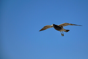 seagull - larus atlanticus -  flying in the sky