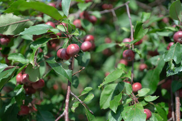 A crab apple treee