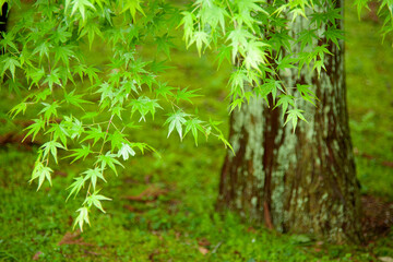 日本庭園　もみじ