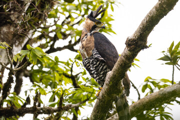 Prachthaubenadler (Ornate hawk-eagle | Spizaetus ornatus) Costa Rica