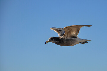 Seagull (Larus Atlanticus) with plastic identification ring, flying in the sky