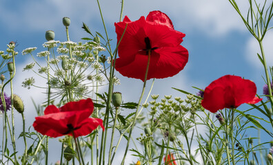 Variety of wild flowers including poppies and cow parsley, growing in Pinn Meadows conservation area in Eastcote, Hillingdon, in the London suburbs, UK. Blue sky in the background.
