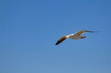 Olrog's gull (Larus Atlanticus) flying in the sky