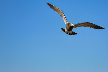 Olrog's gull (Larus Atlanticus) in flight