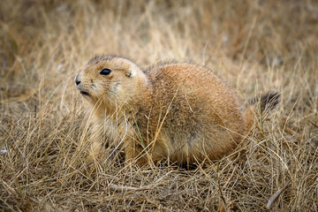Prairie dog