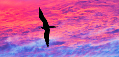 Beautiful Sunset Bird Inspirational Nature Silhouette panorama
