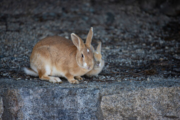 広島県大久野島、親子ウサギ。