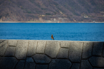 広島県大久野島、野鳥撮り、背景が海。