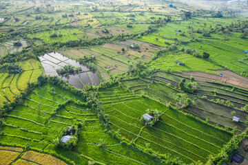 Fototapeta na wymiar Aerial landscape taken with the Mavic 2 Pro of some green rice paddy fields located on the island of Bali in Indonesia creating beautiful spiderweb style shapes when viewed from the sky.