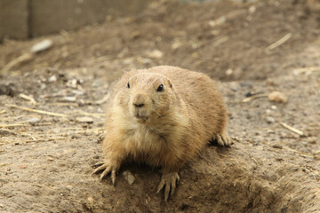 Alert Prairie Dog