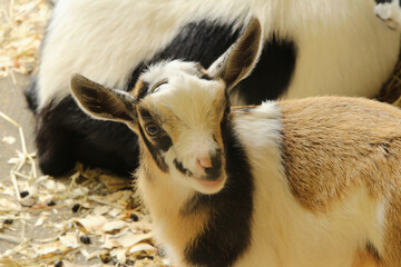 Fototapeta premium Baby Goat