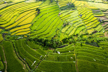 Aerial landscape taken with the Mavic 2 Pro of some green rice paddy fields located on the island of Bali in Indonesia creating beautiful spiderweb style shapes when viewed from the sky.