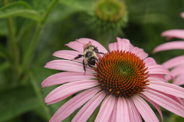 Bee on a Flower