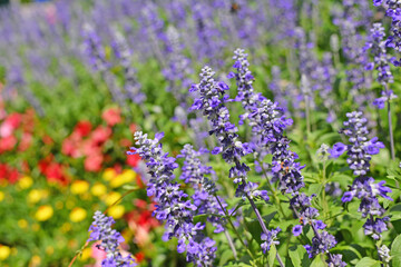 Obraz premium 라벤더꽃