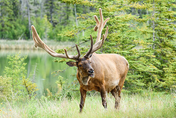 Naklejka na ściany i meble A large bull elk in the Canadian Rockies. The animal has velvet covering a large rack of antlers. It is tilting its head to the side. 