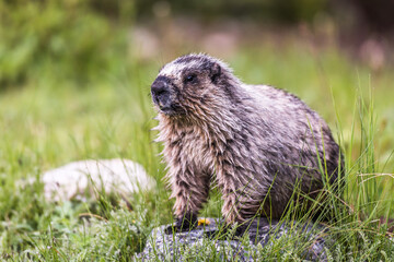 Naklejka na ściany i meble A marmot standing on a rock in a meadow after a rainstorm in the Canadian Rockies. Its fir is soaking from the rain