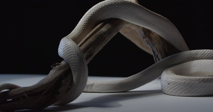 Opal corn snake is crawling on a tree branch, serpent, wildlife, 4k
