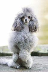 Adorable grey Toy Poodle dog with a Scandinavian lion show cut posing outdoors sitting on a wooden pier near a city channel with a fountain in summer
