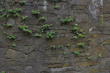 old retaining wall with plants