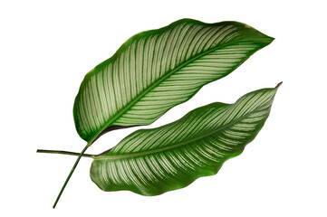 Calathea ornata (Pin-stripe calathea ) leaves isolated on white background  © Suraphol
