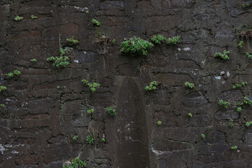 old retaining wall with plants