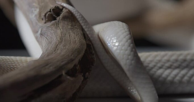 Close up view of the tail of an opal corn snake crawling on a tree branch, 4k