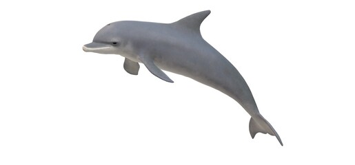 Beautiful Pacific gray dolphin on a white background