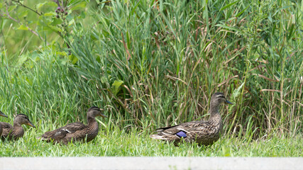 duck and ducklings in a marshy area
