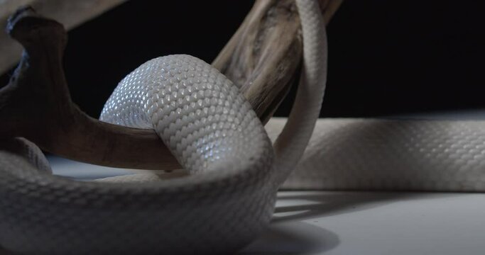 White dangerous snake is crawling on a tree branch, scaly snake skin, 4k