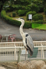 動物園の鳥