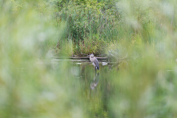 blue heron preening in a very shallow pool of water