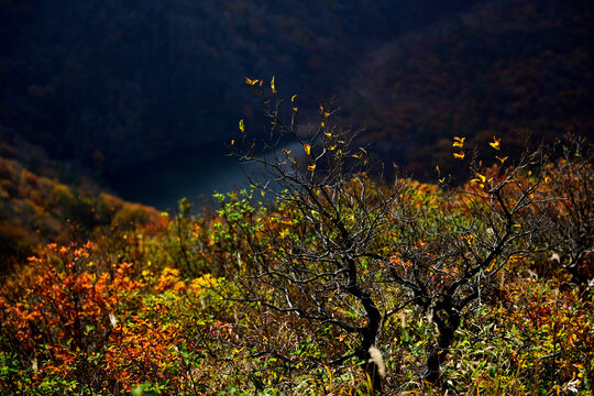 秋の三瓶山 © 児島 写真店