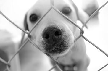 Dog Shelter Adopt Black White