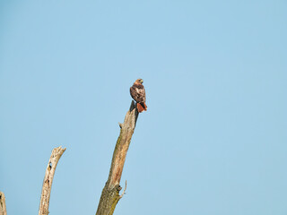 Hawk on a Trunk: A red-tailed hawk bird of prey raptor perched on top of a dead tree trunk with a blue sky background
