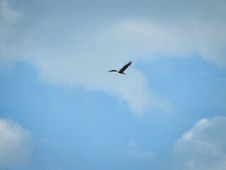 Bald Eagle in Flight: A bald eagle bird of prey raptor in flight with beak open and white clouds against a blue sky