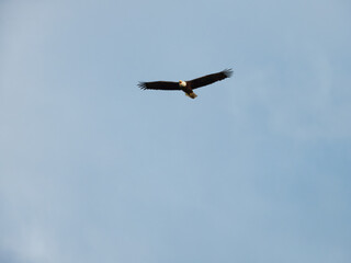 Bald Eagle in Flight: A bald eagle bird of prey raptor in flight with beak open as it vocalizes on a clear summer day with a blue sky in the background