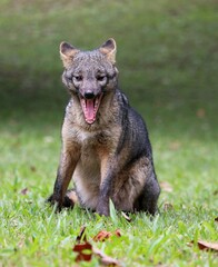 Fototapeta premium Raposinha no Parque Nacional da Serra dos Órgãos