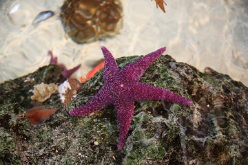 Closeup of a purple starfish and other sea shells on a rock