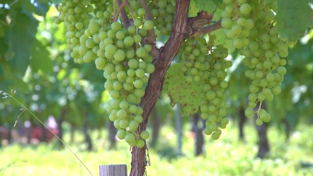 Nagano,Japan-July 22, 2021: Closeup of Merlot grapes in vineyard
