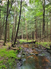 Obraz premium Forest