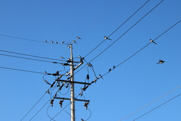 Magpies congregating on telephone poles, against clear blue sky