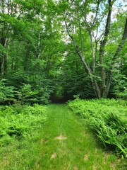 Obraz premium Forest