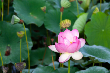 연꽃, 습지, 꽃,  저수지, 자연, 배경, flower, lotus