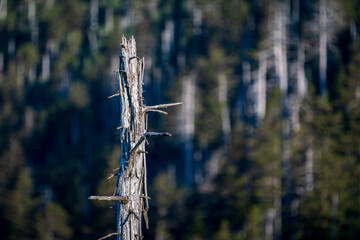Invasive Hemlock Woolly Adelgid dead trees in the Great Smokey Mountains