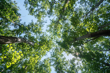 Looking up at the tall poplar trees into the sky