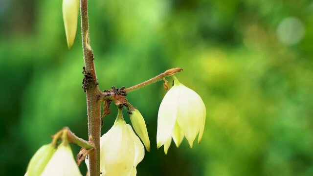 Group of small hard working ants on jukka (yucca) flower during sunny summer day in the garden.