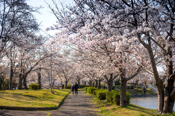 Obraz premium 大池公園の桜並木